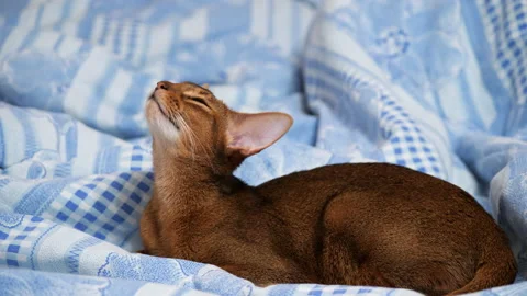 Young abyssinian cat resting on the bed. Abyssinian kitten tired Stock Footage 146141899