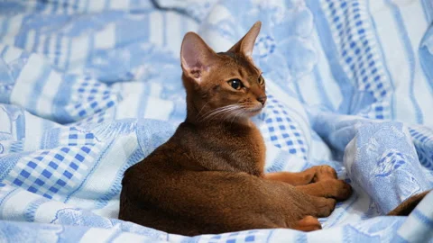 Young abyssinian cat resting on the bed. Beautiful abyssinian kitten relaxes Stock Footage 146184673