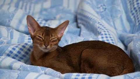 Young abyssinian cat sleeping on the bed. Abyssinian kitten tired Stock Footage 146142399