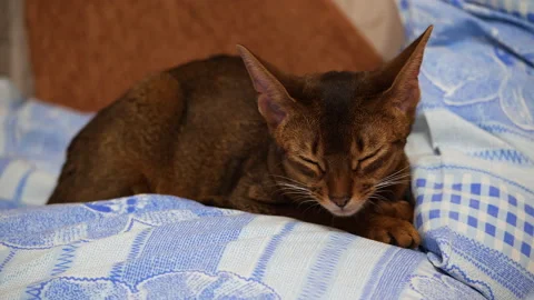 Young abyssinian cat sleeping Stock Footage 146141625