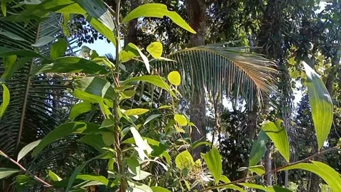 Young acacia leaves dance with the wind. 스톡 동영상 336477564
