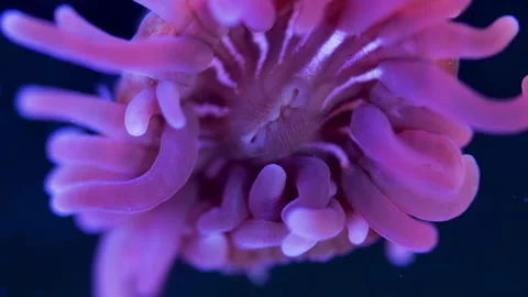 Young Actiniaria under a microscope, class Anthozoa, Hexacorallia Stock Footage 322508815