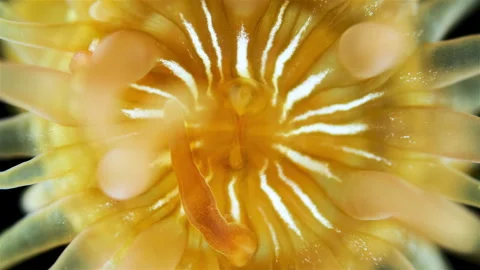 Young Actiniaria under a microscope, class Anthozoa, Hexacorallia Stock Footage 322508917