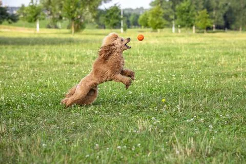 Young active dog playing in a summer park with a ball. Handsome thoroughbred  Stock Photos