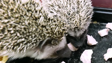 Young active hedgehogs eat close-up Stock Footage 151189621