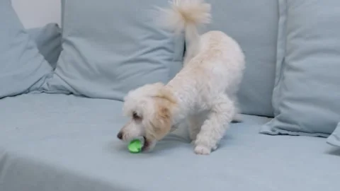 A young active poodle dog plays on the sofa with a small ball. Creamy, white Stock Footage 250466312
