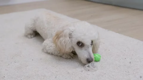 A young active poodle dog plays with a small green ball on the terry carpet Stock Footage 250466585