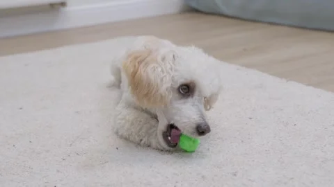 A young active poodle dog plays with a small green ball on the terry carpet Stock Footage 250467209
