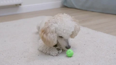 A young active poodle dog plays with a small green ball on the terry carpet Stock Footage 250467466