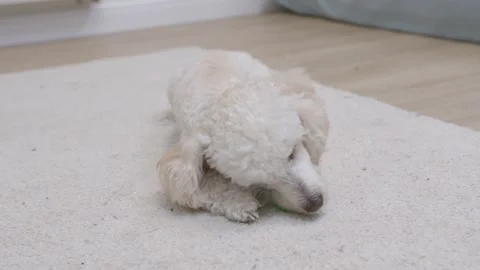 A young active poodle dog plays with a small green ball on the terry carpet Stock Footage 250467584