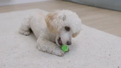 A young active poodle dog plays with a small green ball on the terry carpet Stock Footage 250467698