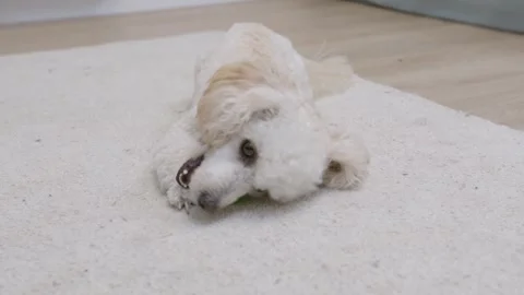 A young active poodle dog plays with a small green ball on the terry carpet Stock Footage 250467701