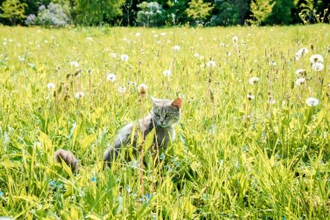 Young adorable gray and white cat is playing in the yard Stock Photos