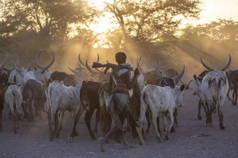 Young Afar herder walking through cattle, Afambo, Ethiopia 스톡 사진