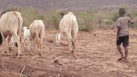 Young African boy herding cows in rural African in a semi arid area Stock Footage 150950774