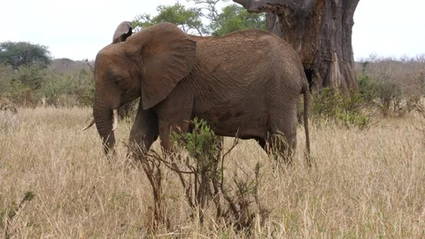 Young african Elephant Stock Footage 125423828