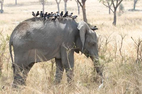 Young African elephant whose back is full of birds and feeds on grass Foto stock