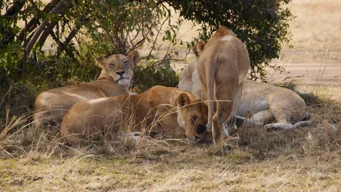 Young African Leons Resting Video stock 106896862