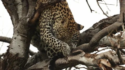 A young African leopard cub sitting in a tree licking its front leg and paw on Video stock 310653532