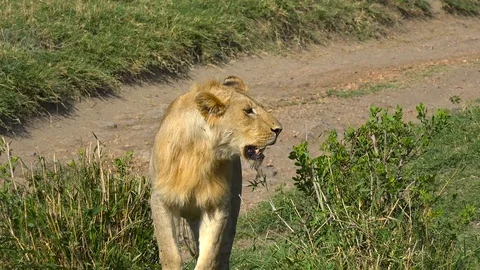 A young African lion. Stock Footage