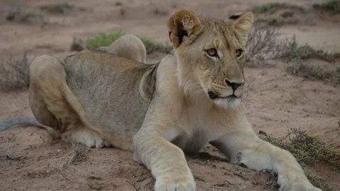 Young African Lion Lying on Sandy Ground Looking at Camera Vídeo Stock 340388508