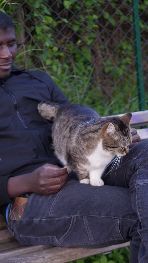 Young African man petting affectionate stray cat on park bench outdoors Stock Footage 335695823