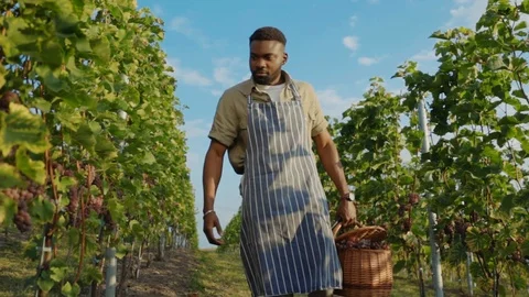 Young african winemaker working at vineyard cohecking and collecting ripe pinot Stock Footage 116990649