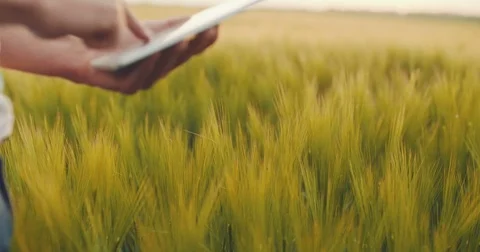 Young Agriculturalist Using Digital Tablet In Agricultural Field Stock Footage 76162941
