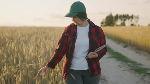 A young agronomist with a tablet walks stroking ripe spikelets with her hand Stock Footage 255271663