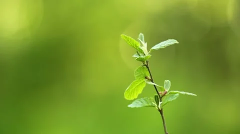 Young alder branch Stock Footage 10573750