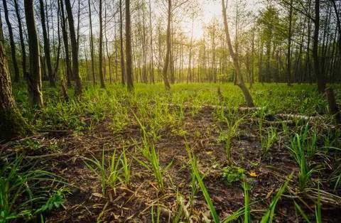 Young alder forest, beautiful forest landscape on wallpaper. Stock Photos