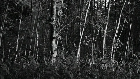 Young alder trees Stock Footage 115986855