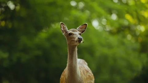 Young Alert Deer Looking Away In Forest 動画素材 156851898
