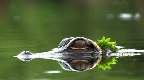 Young Alligator Close-Up Stock Footage