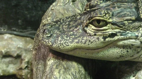 Young alligator closeup Stock Footage 71073324