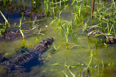 Young Alligator Stock Photos