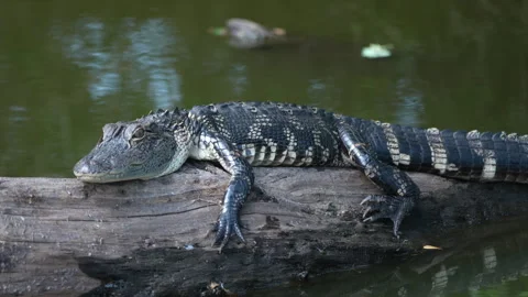 Young alligator resting on a log Stock Footage 310903957