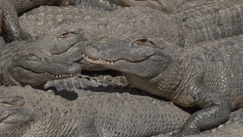 Young alligators on top of each other at Gatorland park in Orlando Florida Stock Footage 128752644