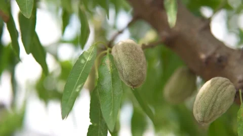 Young almonds on a tree branch sways in the wind. Garden with almond trees Video stock 131228462