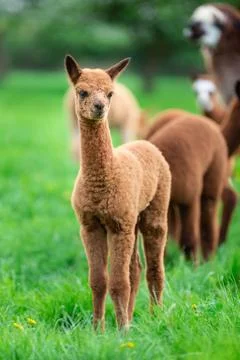 Young Alpaca in a herd Stock Photos