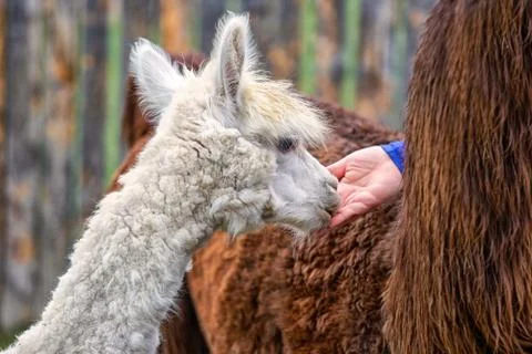 Young alpaca Stock Photos