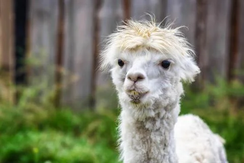 Young alpaca Stock Photos