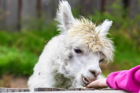 Young alpaca Stock Photos