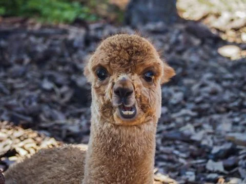 Young alpaca portrait Stock Photos