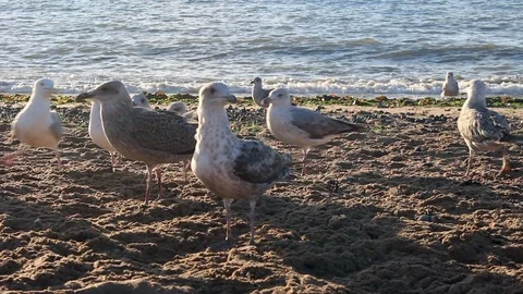 Young Alpha Gull Stock Footage 93317255
