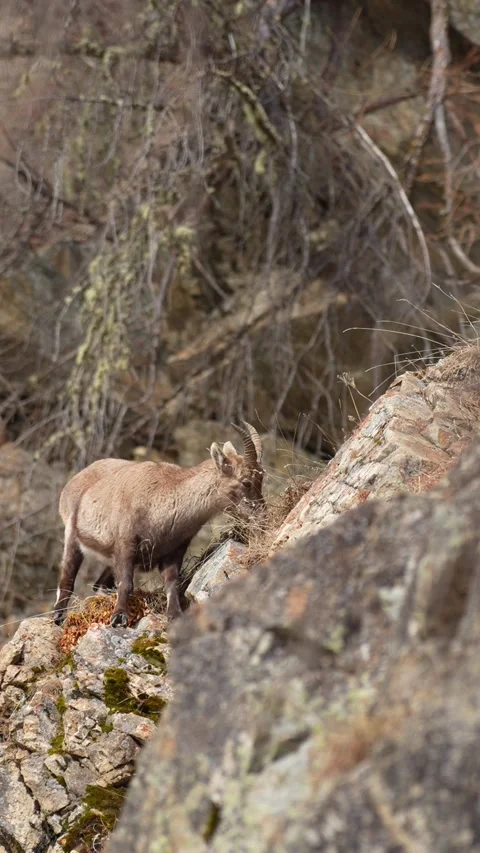 Young alpine ibex eating dry grass on a rocky cliff Stock-Footage 329466494