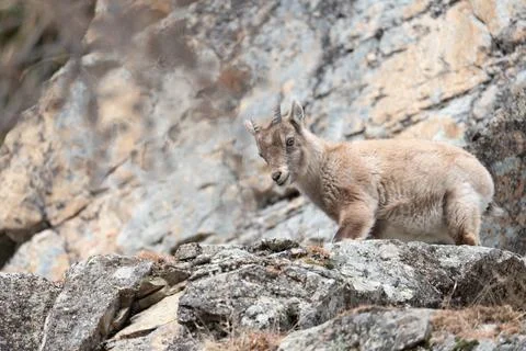 Young alpine ibex finding footing on mountain rocks Stock Photos
