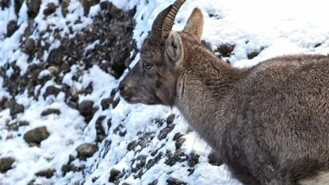 Young Alpine Ibex Male – 4K Cinematic Wildlife Stockbeeldmateriaal 320831738