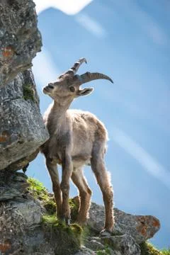 Young alpine ibex Foto stock