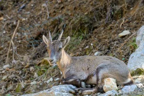 Young Alpine Ibex Stock Photos